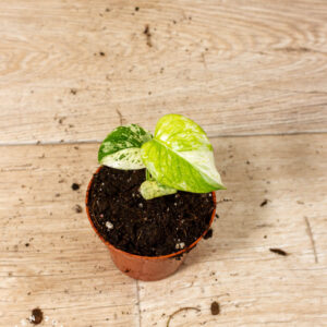 Monstera Deliciosa Mint 002A WYSIWYG