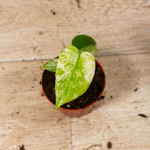 Monstera Deliciosa Mint 003A WYSIWYG