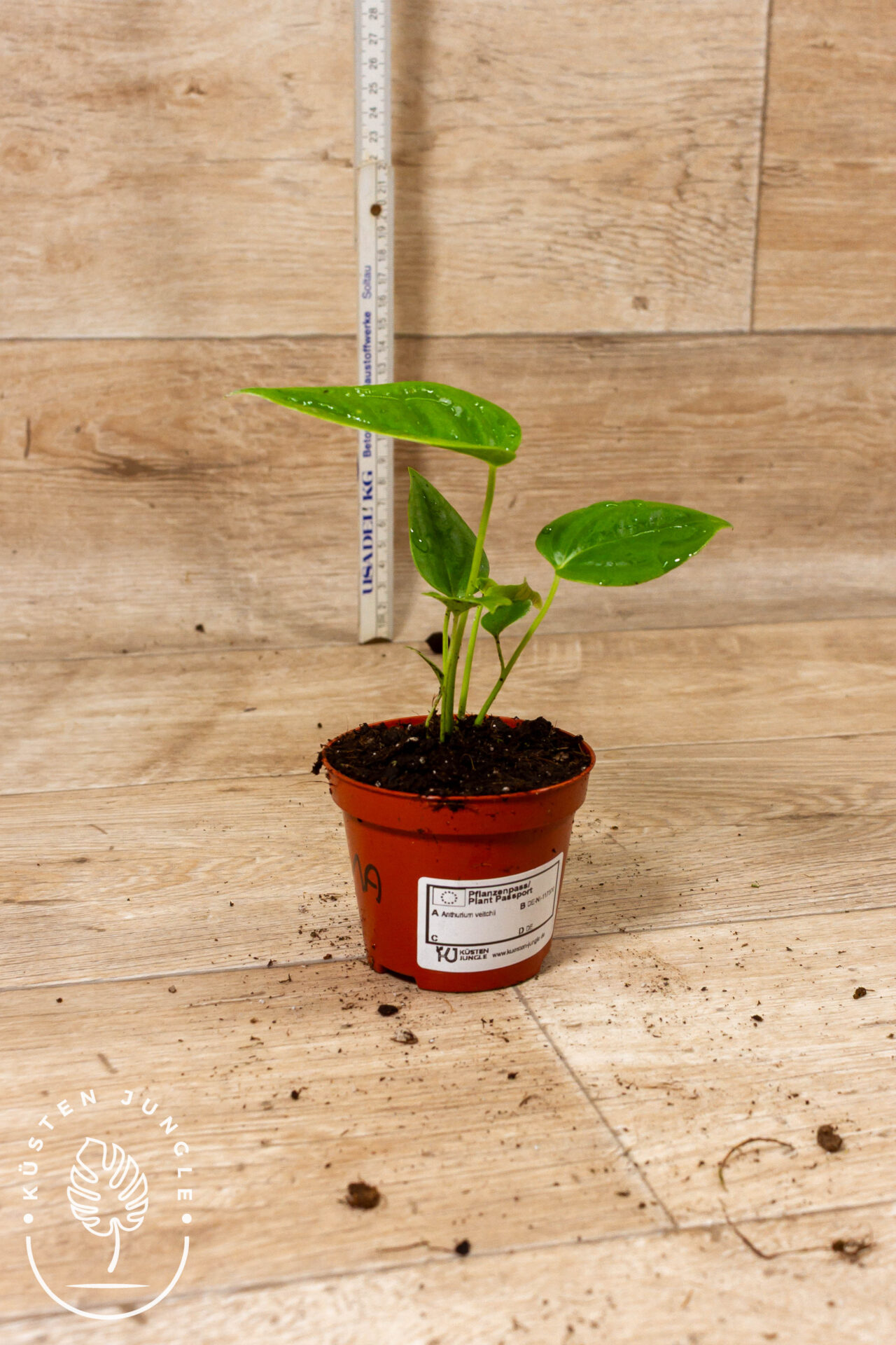 Anthurium veitchii 001A WYSIWYG - Image 2