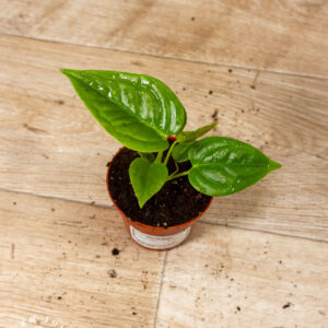 Anthurium veitchii 001A WYSIWYG