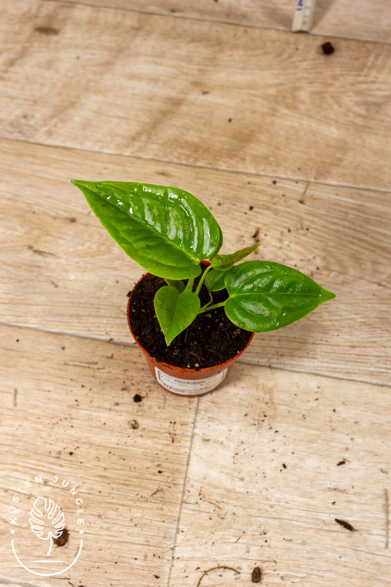 Anthurium veitchii 001A WYSIWYG
