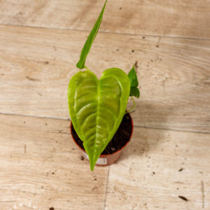 Anthurium veitchii 002A WYSIWYG