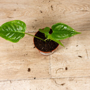 Anthurium veitchii 003A WYSIWYG