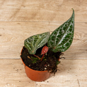 Piper crocatum 004A WYSIWYG