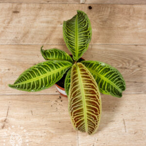 Labisia japonica 001A WYSIWYG