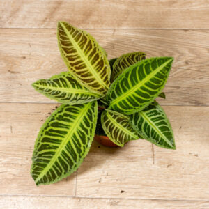 Labisia japonica 002A WYSIWYG