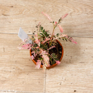 Phyllanthus urinaria pink variegata 001 WYSIWYG