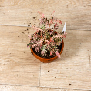 Phyllanthus urinaria pink variegata 002 WYSIWYG