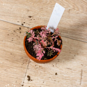 Phyllanthus Urinaria Compacta Variegata 001 WYSIWYG