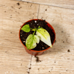 Anthurium vittarifolium Variegata 002A WYSIWYG