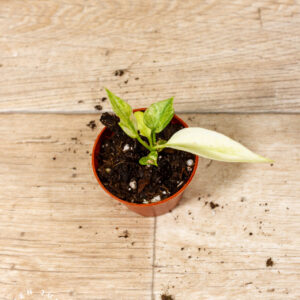 Anthurium vittarifolium Variegata 003A WYSIWYG