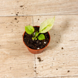 Anthurium vittarifolium Variegata 004A WYSIWYG