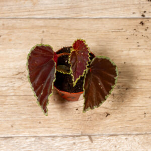 Begonia darthvaderiana hybrid ‚Green Spots‘ 006 WYSIWYG