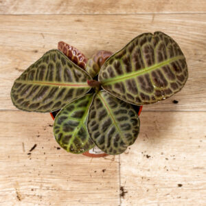 Labisia Turtle Back 001A WYSIWYG