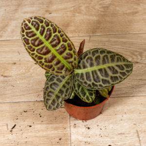 Labisia Turtle Back 002A WYSIWYG