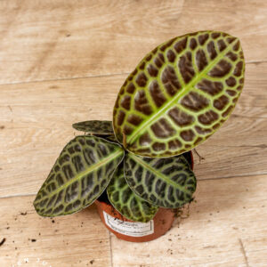 Labisia Turtle Back 003A WYSIWYG