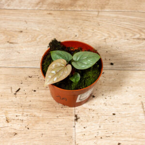 Anthurium luxurians 002A WYSIWYG