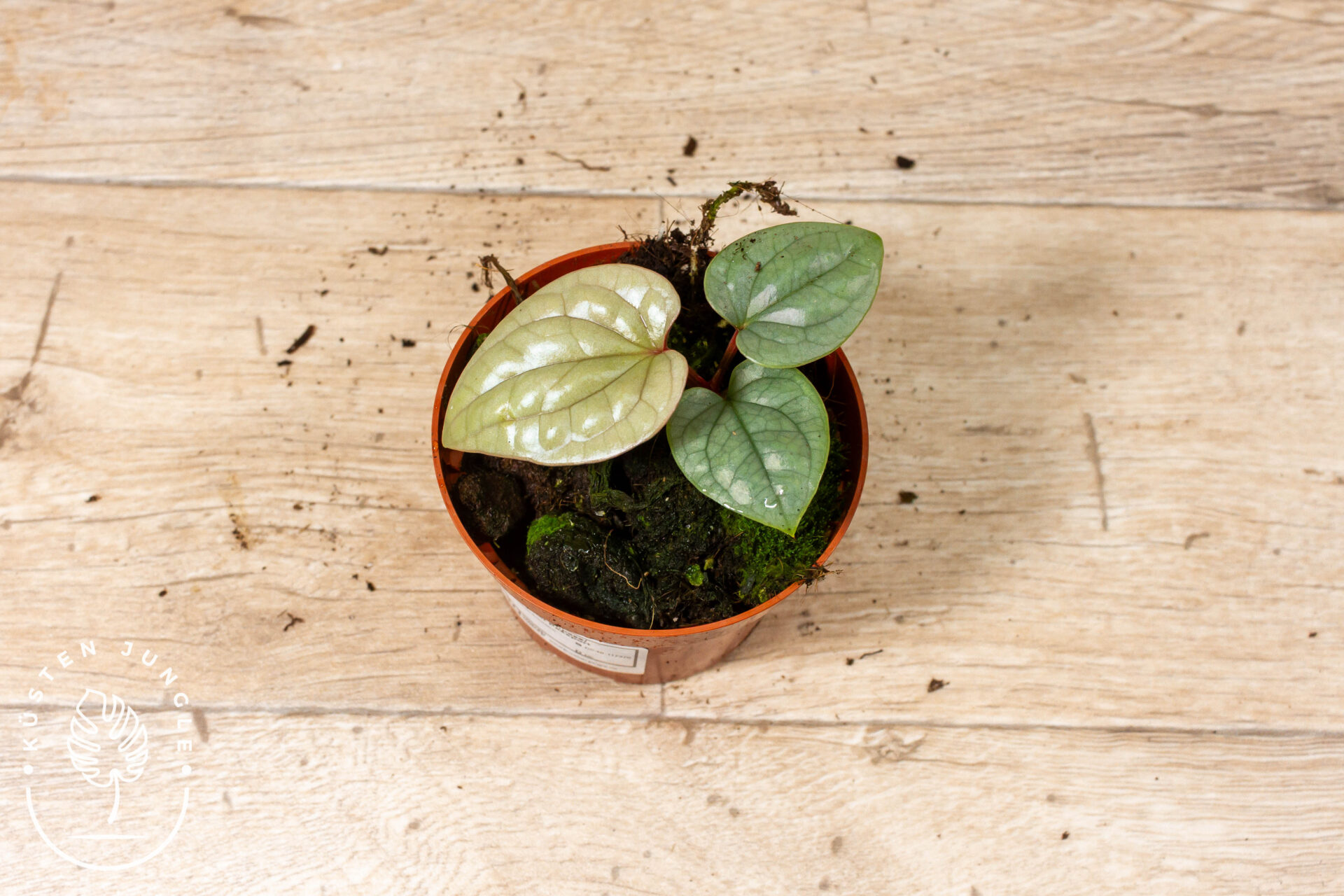 Anthurium luxurians 003A WYSIWYG