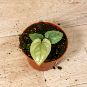 Anthurium luxurians 004A WYSIWYG