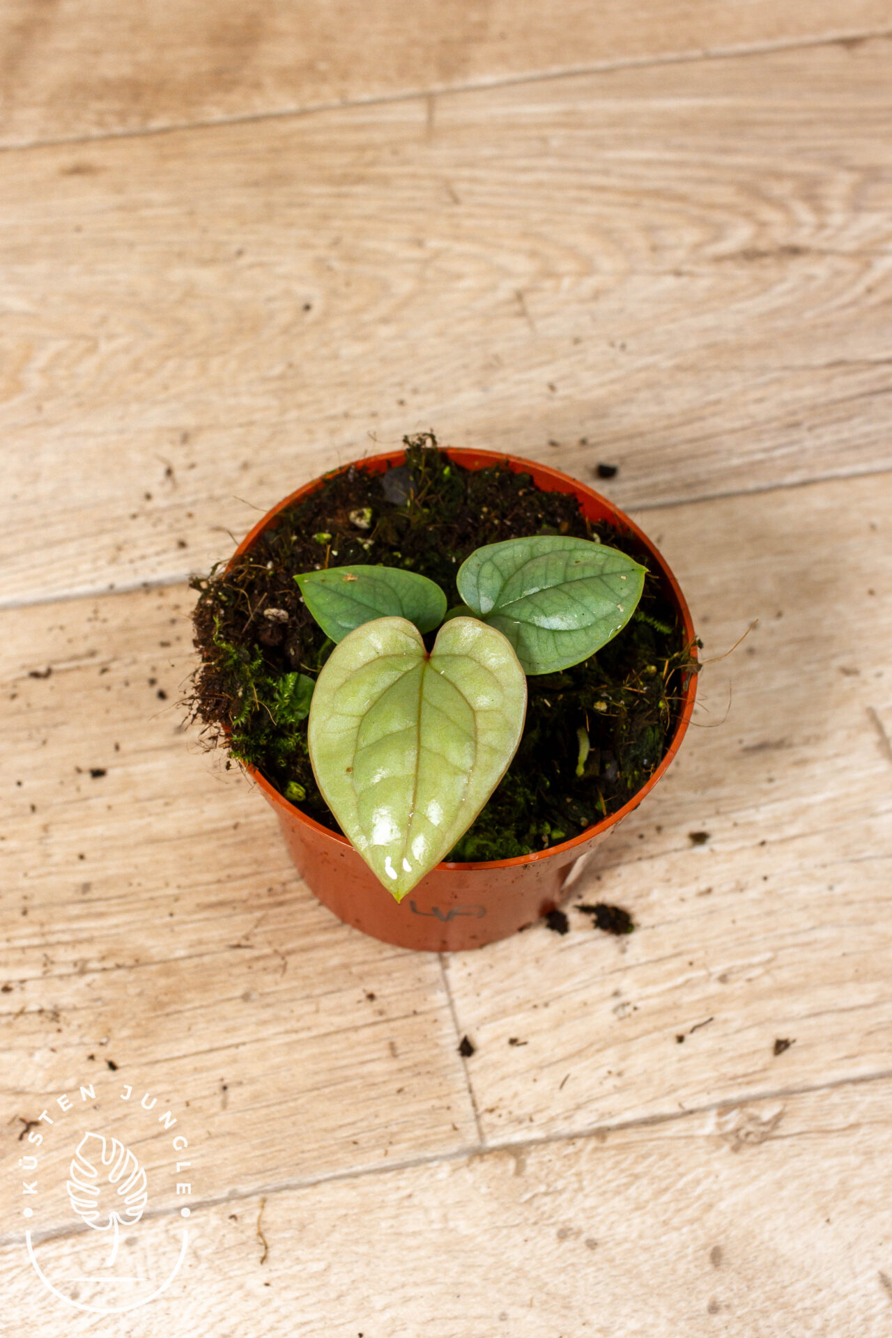 Anthurium luxurians 004A WYSIWYG