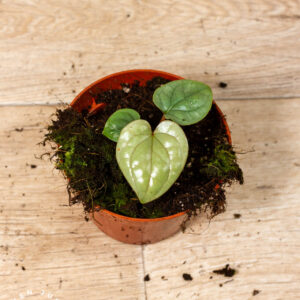 Anthurium luxurians 005A WYSIWYG