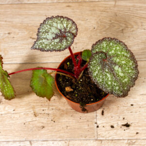 Begonia "speckles" NOID 001 WYSIWYG