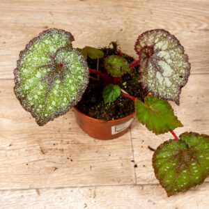 Begonia "speckles" NOID 002 WYSIWYG