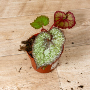 Begonia "speckles" NOID 003 WYSIWYG