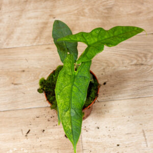 Alocasia sulawesi green carpet variegata 004A WYSIWYG
