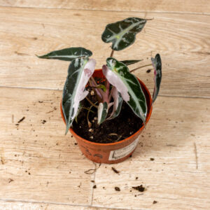 Alocasia bambino pink variegata 003A WYSIWYG