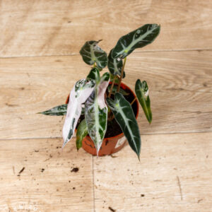 Alocasia bambino pink variegata 004A WYSIWYG