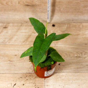 Alocasia sulawesi green carpet 002A WYSIWYG