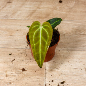 Anthurium regale 002A WYSIWYG