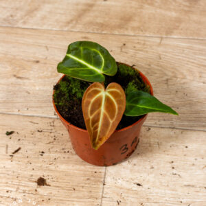 Anthurium regale 003A WYSIWYG
