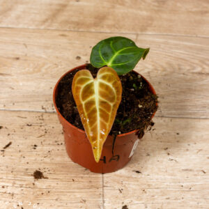 Anthurium regale 004A WYSIWYG
