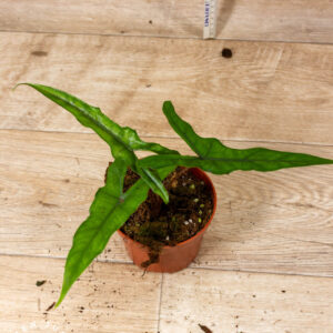 Alocasia sabrina 001A WYSIWYG