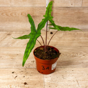 Alocasia sabrina 003A WYSIWYG