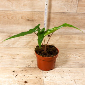 Alocasia sabrina 004A WYSIWYG