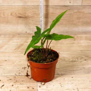 Alocasia sabrina 005A WYSIWYG