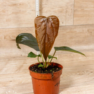 Anthurium "Queen of Hearts" 001A WYSIWYG