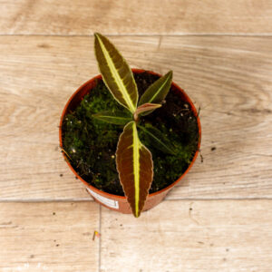 Labisia jabi 001A WYSIWYG