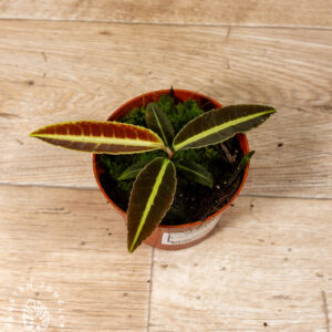 Labisia jabi 002A WYSIWYG