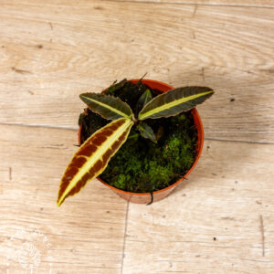 Labisia jabi 003A WYSIWYG