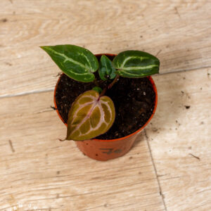 Anthurium Red Crystallinum WYSIWYG