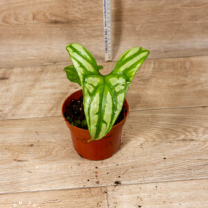 Cercestis mirabilis 001A WYSIWYG