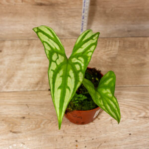 Cercestis mirabilis 002A WYSIWYG