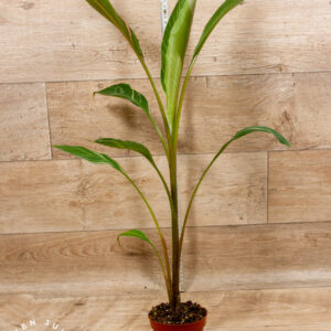 Musa nono 001A WYSIWYG