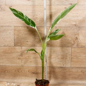 Musa florida 001A WYSIWYG