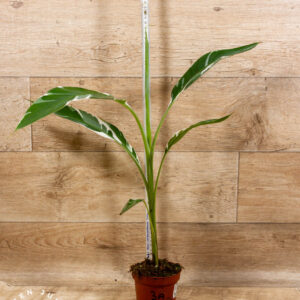 Musa florida 003A WYSIWYG