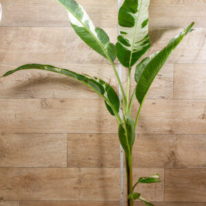 Musa Aeae Kuikawa 001 XXL/WYSIWYG